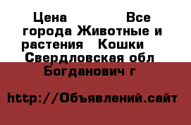 Zolton › Цена ­ 30 000 - Все города Животные и растения » Кошки   . Свердловская обл.,Богданович г.